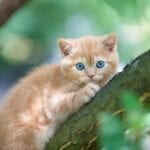 Red kitten sitting on a tree.
