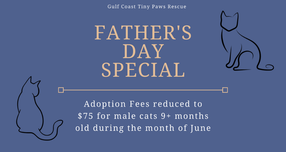 Cat Adoption Info — Sweet Paws Rescue